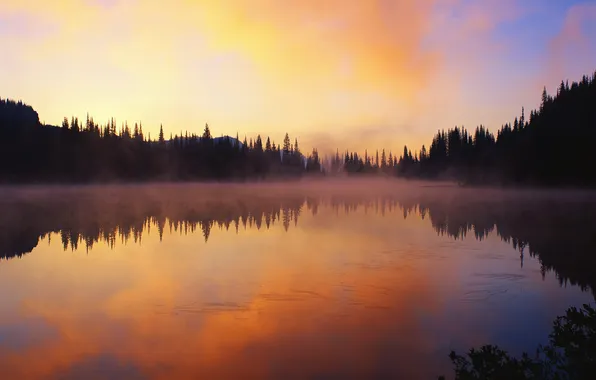 Forest, landscape, sunset, nature, lake