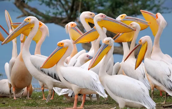 Birds, pack, beak, Pelican