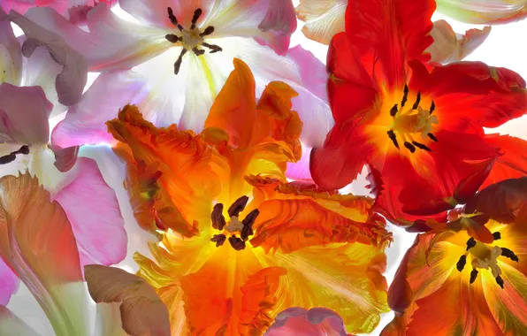Macro, petals, tulips