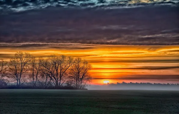Field, sunset, nature, fog, sunrise, photo, tree