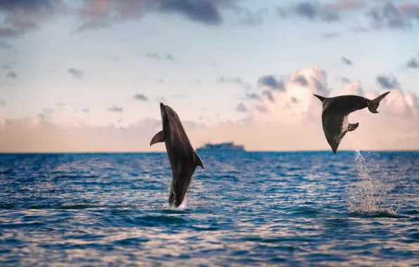 Sea, nature, dolphins