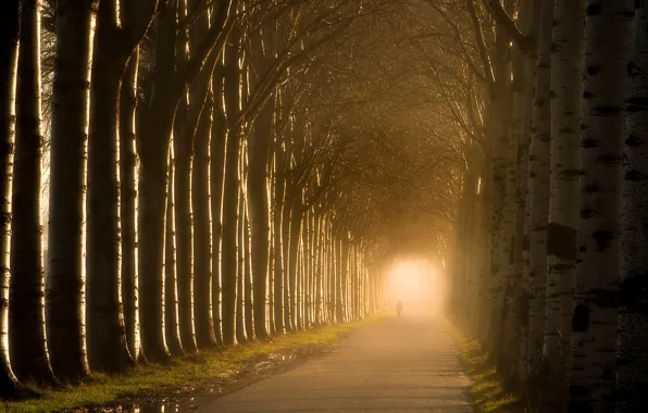 Road, light, trees
