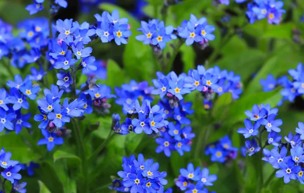 Picture flower, garden, blue forget-me-nots