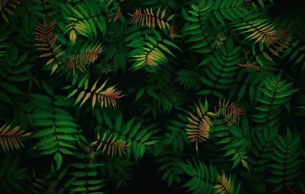 Nature, Beauty, Nature, Tropical, Foliage, Green leaves, Patterns, Dark green