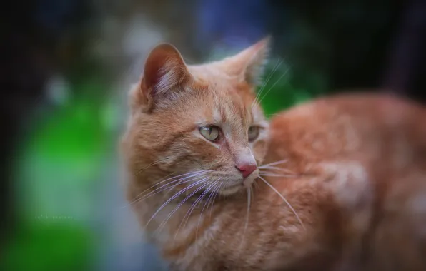 Picture cat, cat, look, red, muzzle, cat