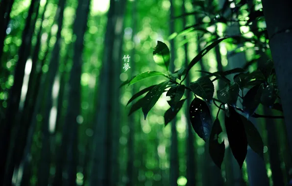 Picture forest, bamboo, characters, green colour