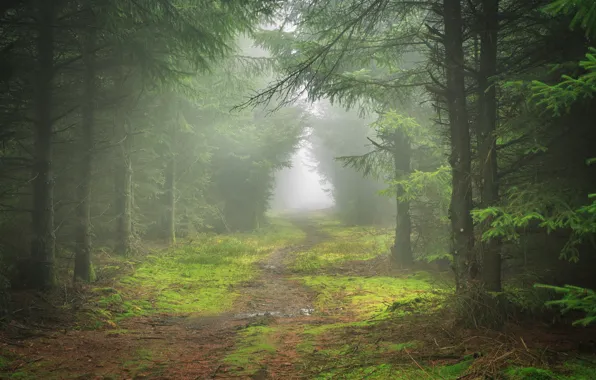 Forest, landscape, nature, fog
