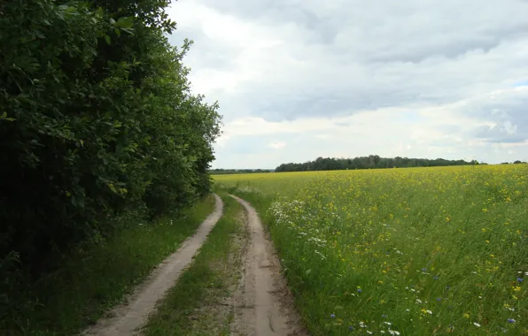 Greens, summer, flowers, the road for mushrooms