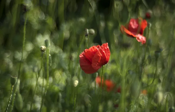 Grass, flowers, red, nature, Mac, Maki, blur, bokeh