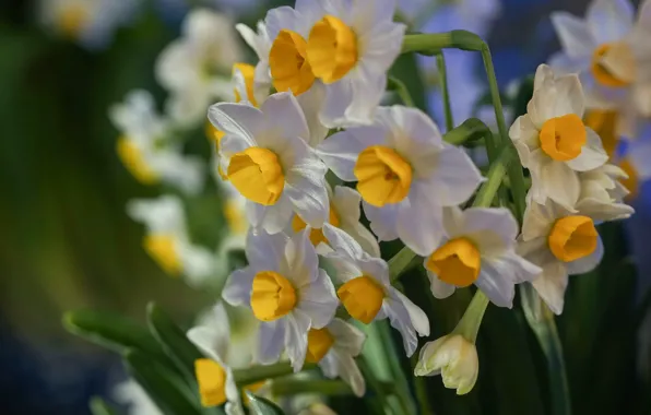 White, a lot, daffodils