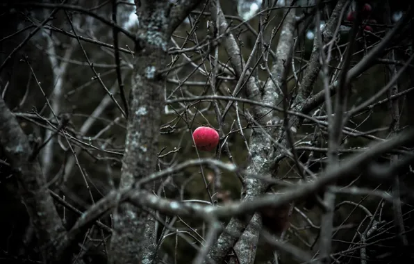 Winter, nature, background, color, Apple, minimalism, garden, Apple