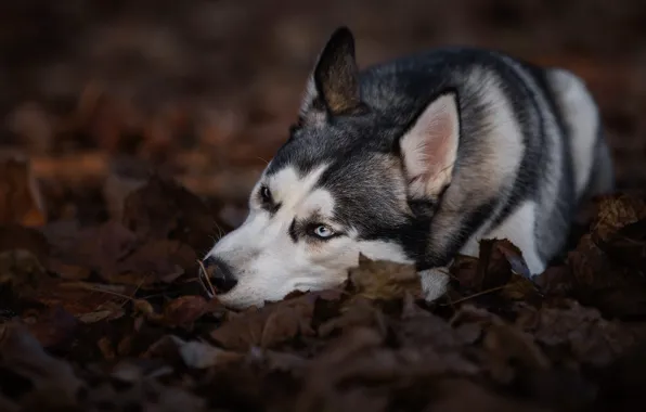 Autumn, leaves, nature, pose, background, foliage, dog, lies