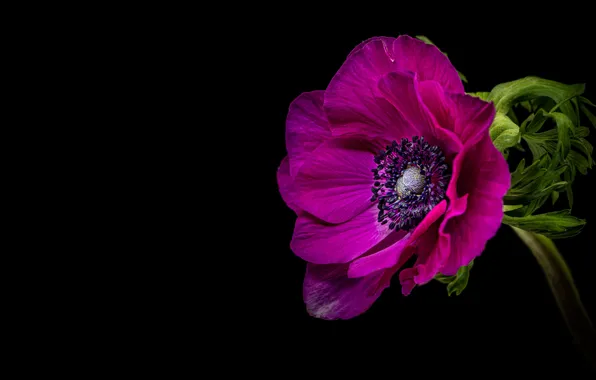 Flower, bright, lilac, black background, anemone, composition
