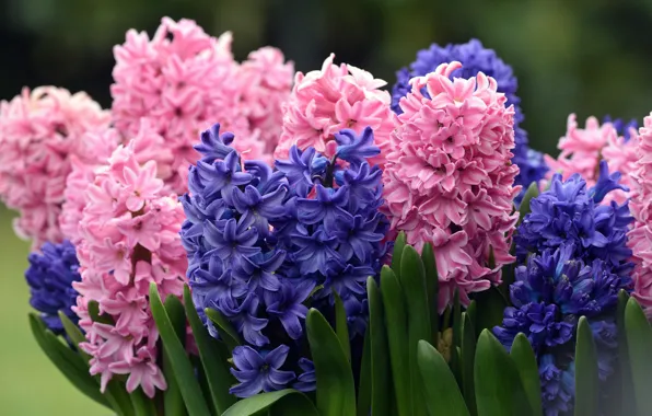 Picture purple, flowers, bouquet, spring, pink, flowerbed, hyacinths