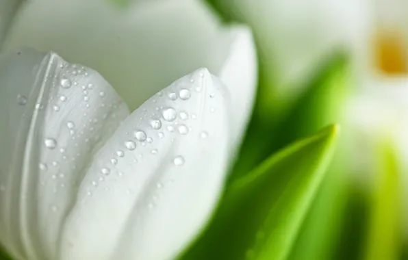 Picture white, flower, drops, macro, Tulip, petals