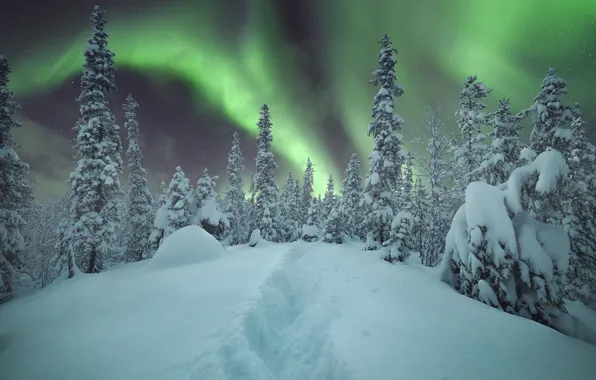 Picture forest, the sky, snow, trees, lights, Winter, Alexey Vasilyev