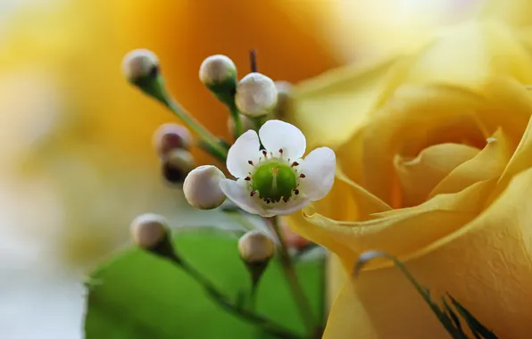 Macro, flowers, nature