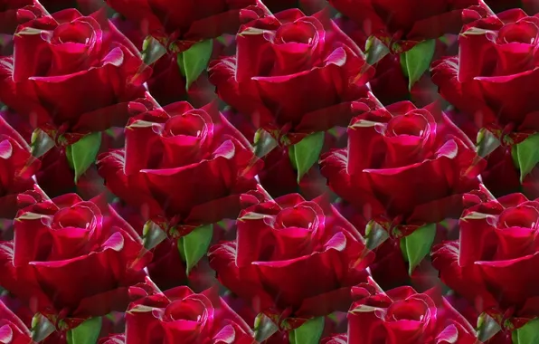 Picture flower, background, rose, texture, red