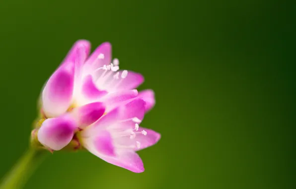 Picture flower, nature, petals, stem
