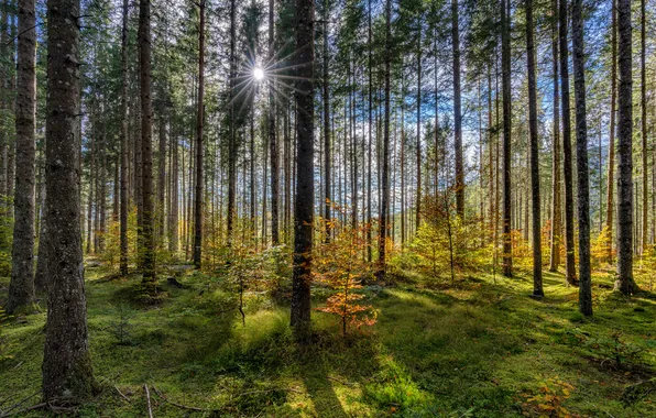 Picture The sun, Germany, Bayern, The trunk of the tree, The middle of the forest