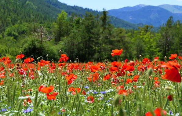 Flowers, mountains, Maki, poppy field