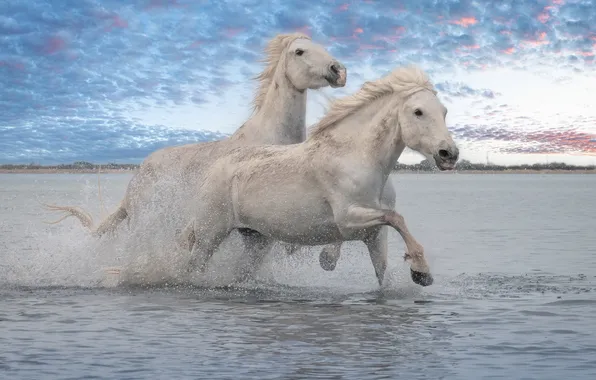 The sky, clouds, squirt, shore, horses, horse, bathing, running