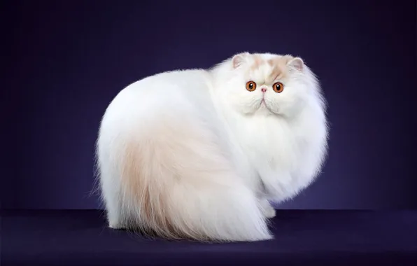 Cat, cat, white, fluffy, Studio, exotic