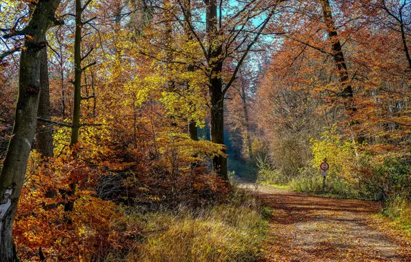Picture road, autumn, forest, leaves, trees, landscape