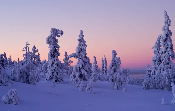 Winter, snow, trees, sunset, Finland, Finland, Lapland, Lapland