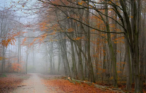 Autumn, forest, trees, branches, fog, Park, trunks, foliage