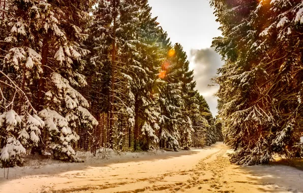 Winter, forest, snow, trees, landscape, paths