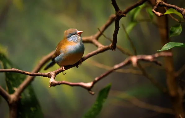 Picture branches, nature, bird