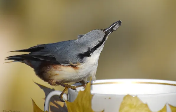 Autumn, birds, nuthatch, photohunt