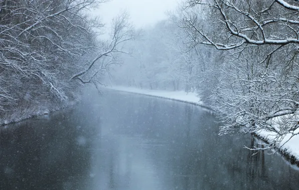 Cold, winter, forest, snow, trees, river