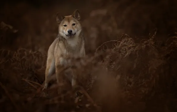 Picture look, dog, fern, Shiba inu, Shiba inu