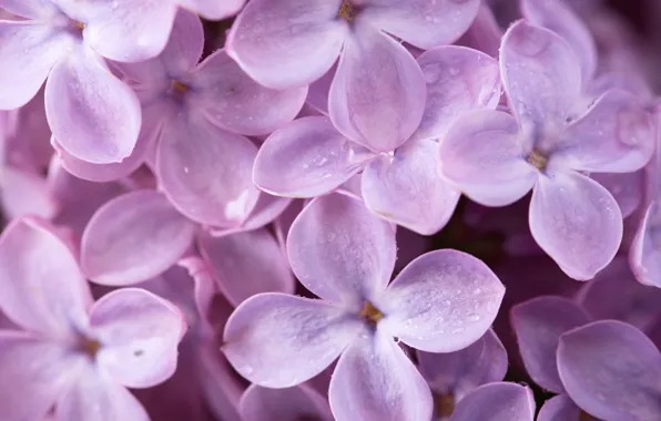 Picture macro, flowers, nature, spring, petals, lilac