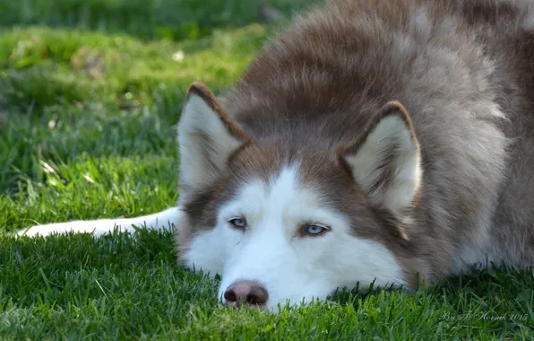 Face, dog, ears, husky