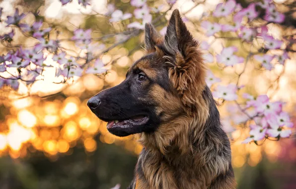 Look, flowers, branches, nature, dog, face, flowering, German shepherd