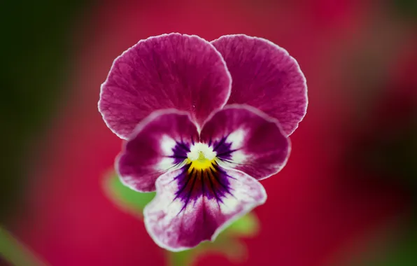 Flower, macro, Pansy, red background, bokeh, raspberry, viola