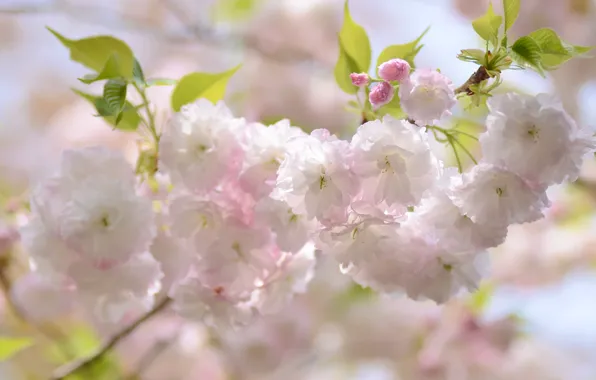 Picture cherry, branch, spring, Sakura