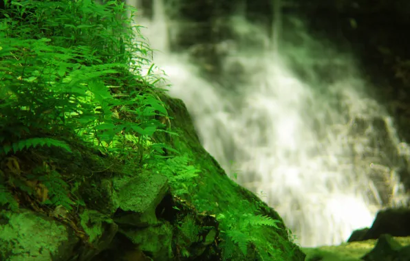 Greens, grass, water, rock, waterfall, moss, plants