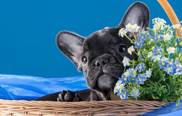 Basket, puppy, bulldog, forget-me-nots, doggie, French