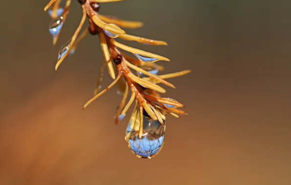 Drops, macro, branches, Rosa