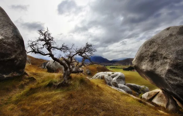 Grass, trees, landscape, nature, stones