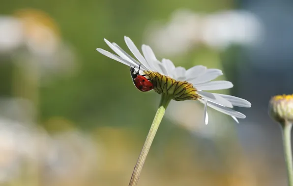 Picture flower, summer, macro, background, ladybug, beetle, petals, Daisy