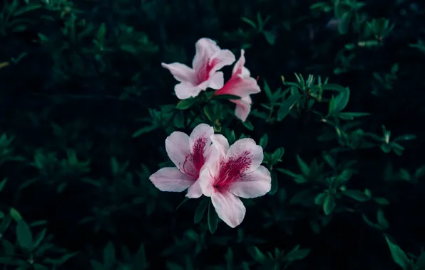 Flowers, petals, pink