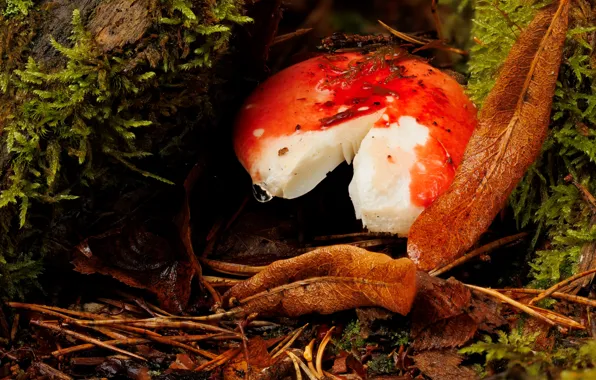 Autumn, forest, foliage, mushroom, moss, stump, mushroom, autumn leaves