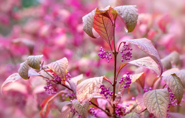 Picture leaves, berries, garden, fruit, the bushes, bunches, lilac, bokeh