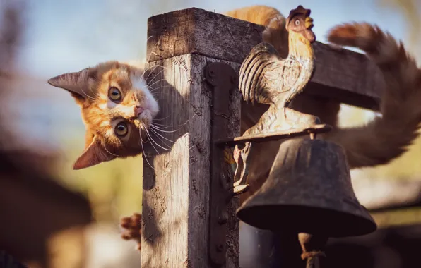 Picture cat, look, background