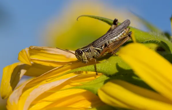 Macro, flowers, insect, grasshopper